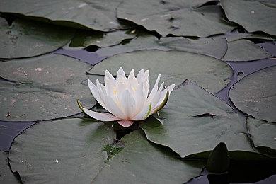 Switch 2深受日本玩家喜爱 任天堂推文浏览量超5000万